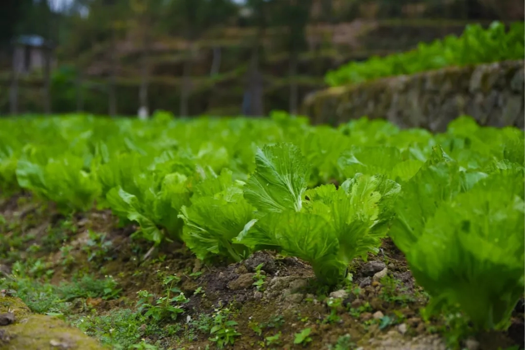 莆田南少林寺腊八节奉粥,腊八大礼包