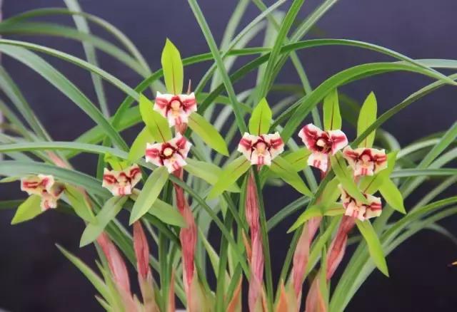 种植兰花叶片有虫怎么办,兰花生病防治小妙招