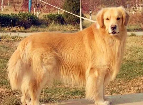 大金毛在5月份掉毛正常吗,金毛和拉布拉多掉毛哪个严重