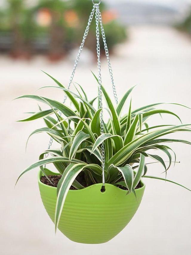 吊兰枯萎变黄需要剪掉吗,吊兰被冻蔫后怎么救活