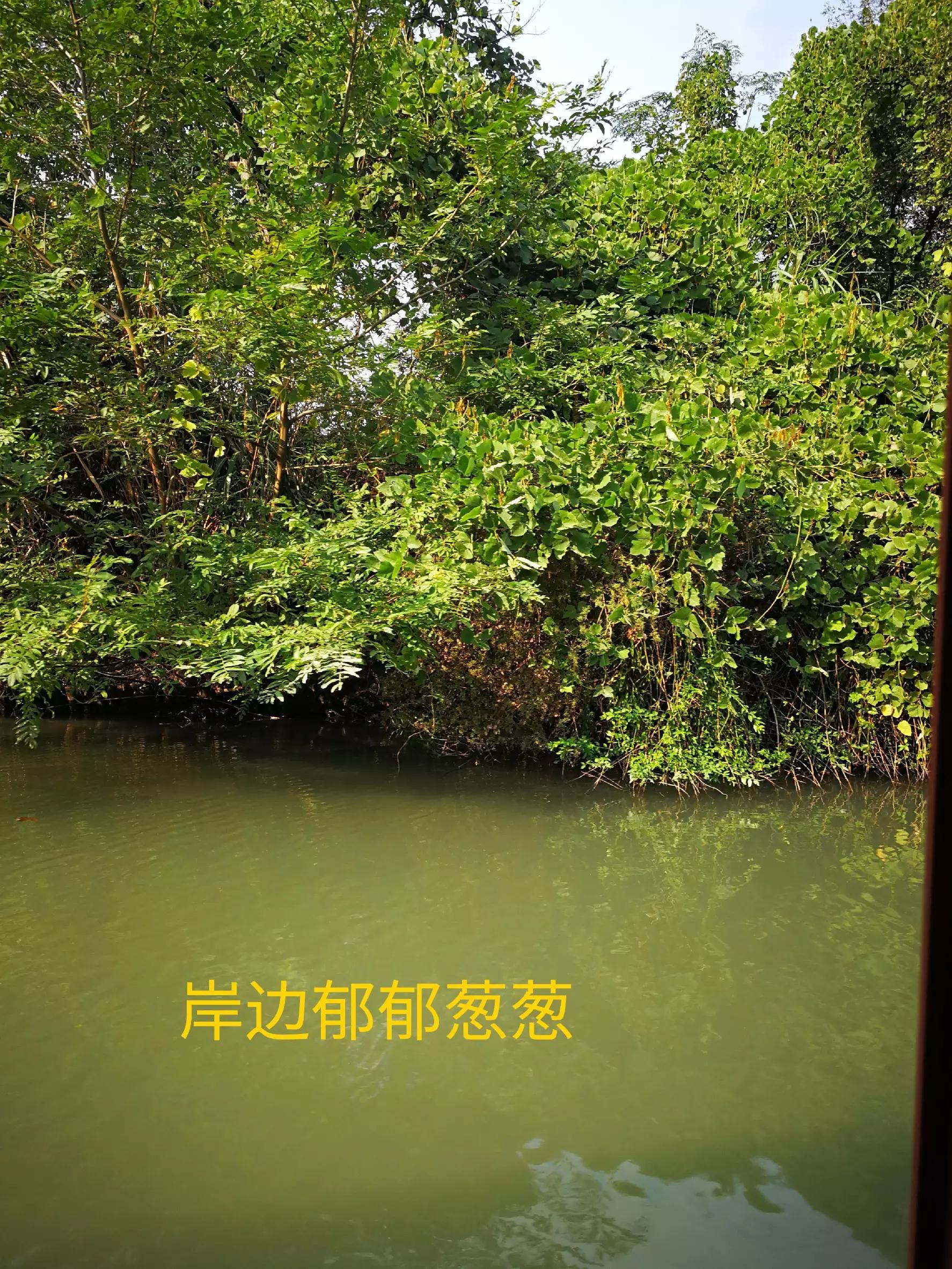 游览杭州西溪湿地,荡漾在四通八达的河道上,沁人心脾,一起看看