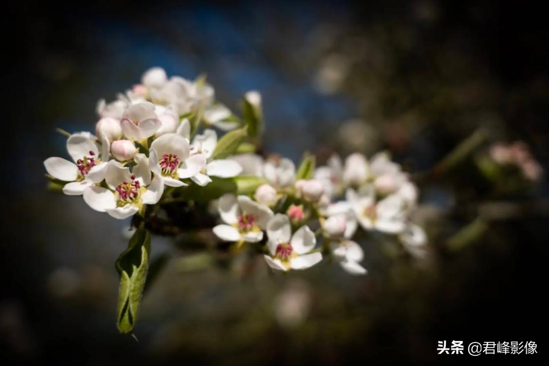 徕卡和哈苏哪个更保值一些,预算够用的话选徕卡还是选哈苏