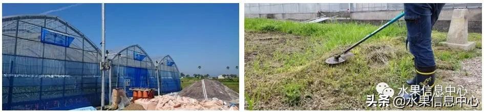 日本农业发达到什么程度?荔枝、香蕉、菠萝竟然用温室来种