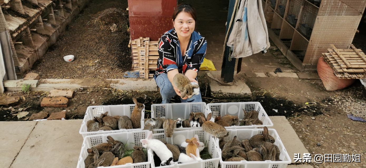 养兔兔需要给他吃什么,勤姐养兔视频全集