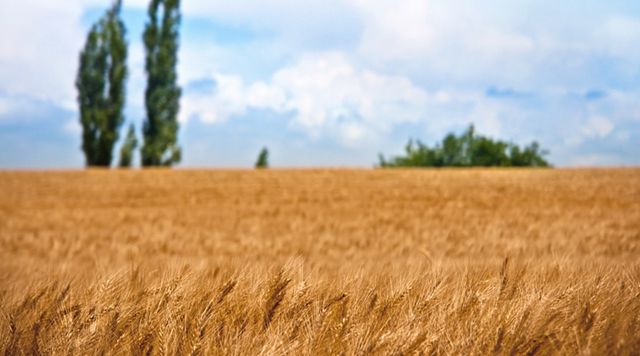托市小麦最新政策,地区小麦收购价