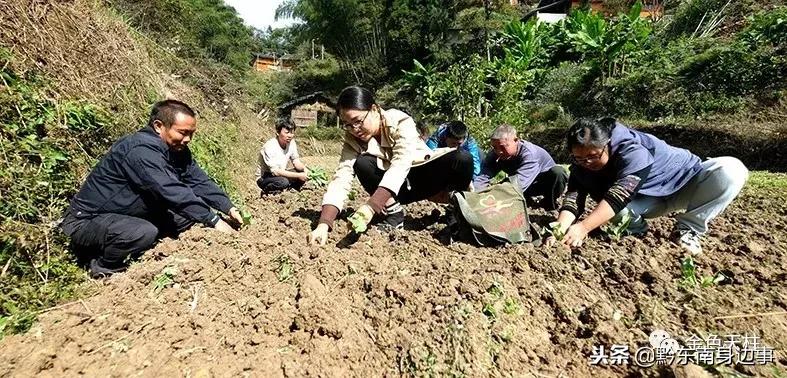 红豆在雷寨村晶莹——记天柱同步小康驻村干部杨丽娜