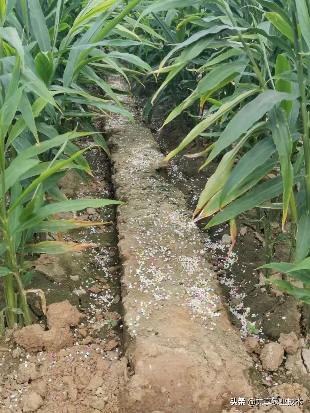 大姜大培土晚了,大姜顶部烂叶怎样防治