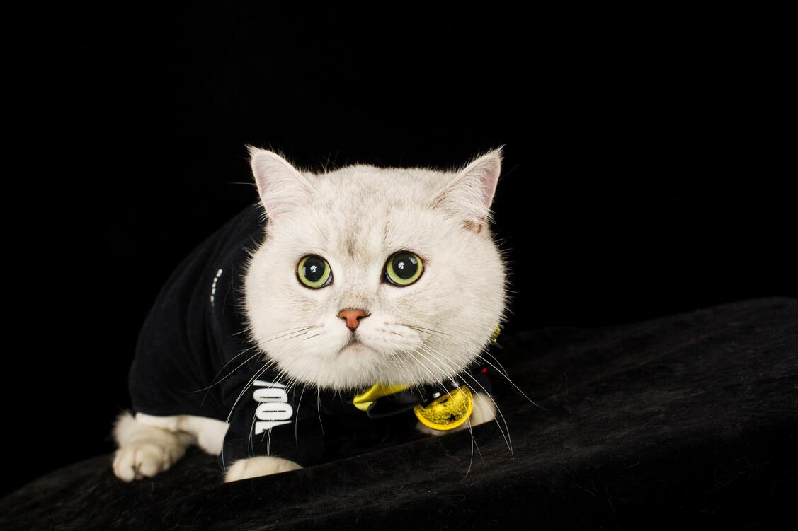 英短猫有什么毛病吗,英短猫咪为什么拉屎臭