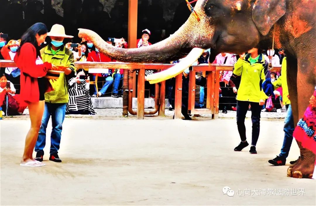 彩云之南版纳行,版纳之旅看大象