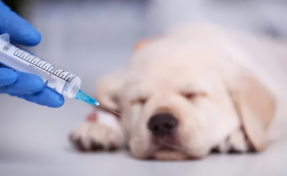 趾间炎狗狗怎么预防,下雨天怎么预防狗狗趾间炎