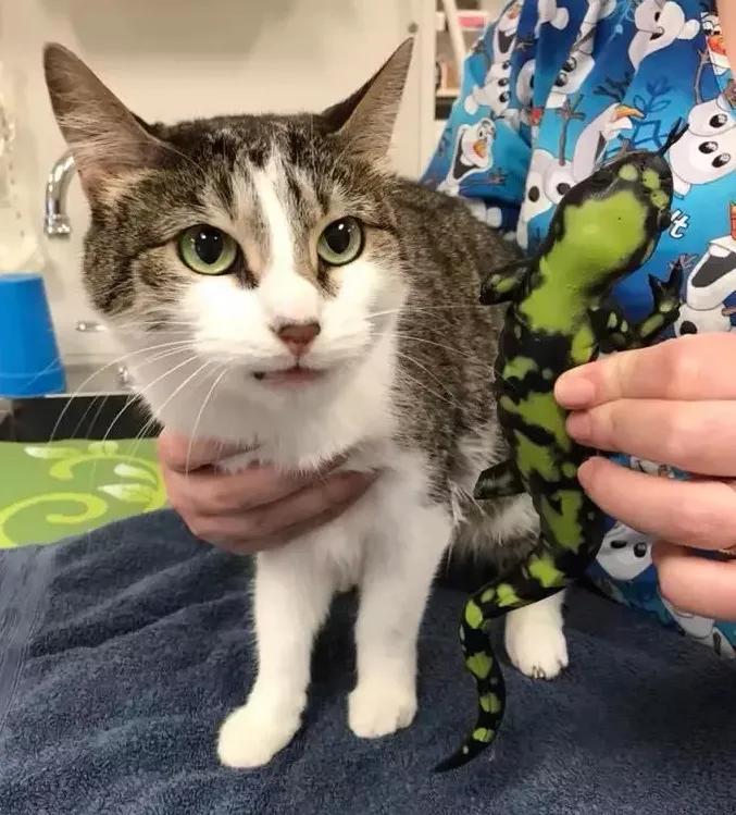 猫咪生吞维生素,猫咪生吞猫粮呕吐