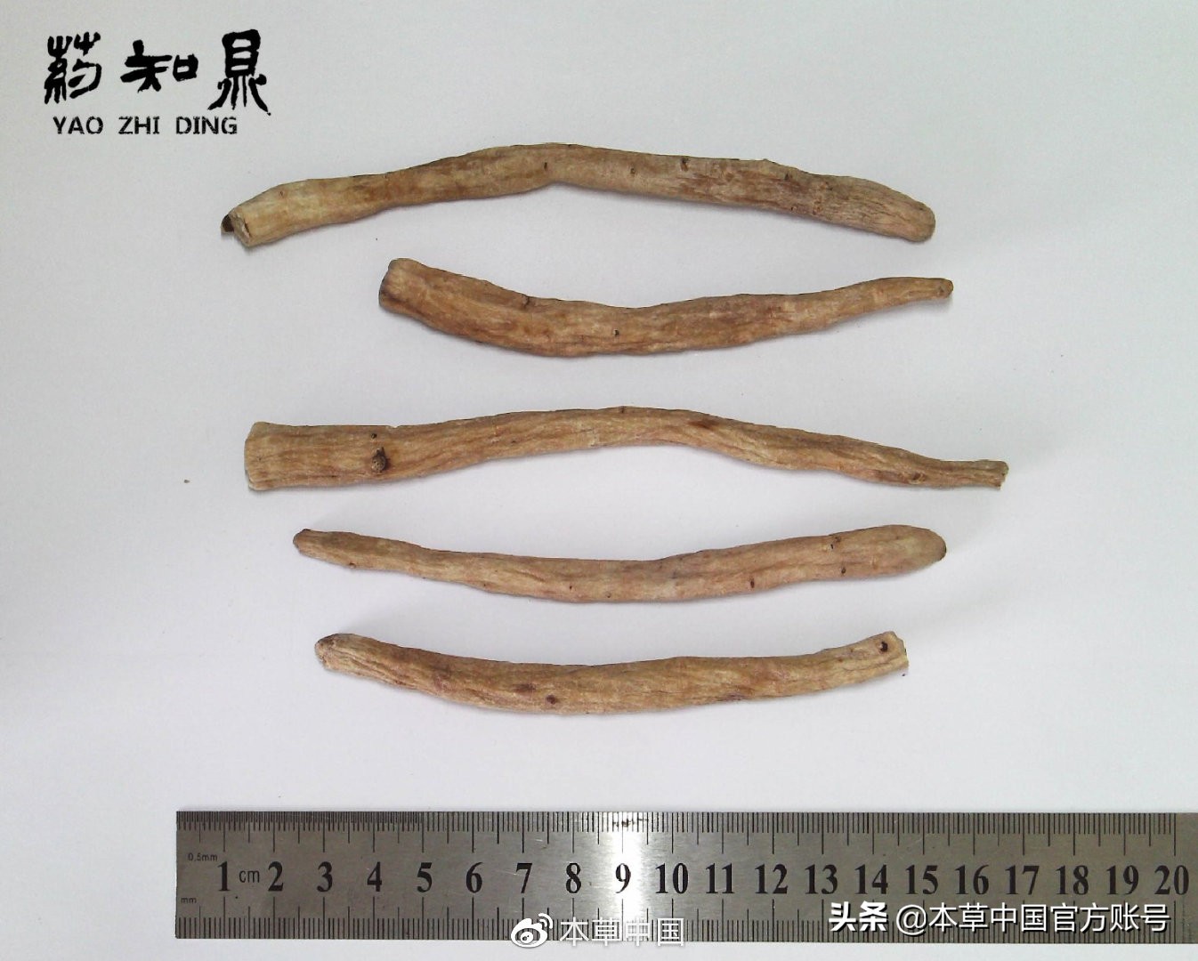 【本草百科·药知鼎——白芍】朵腴花硕,不止于美丽的外表