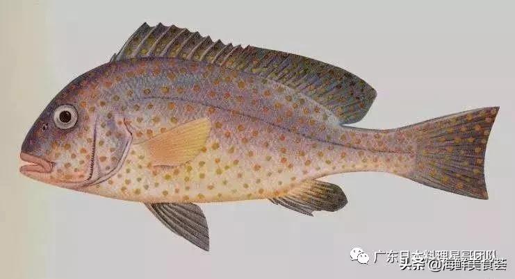 这5种淡水鱼值得多吃,中国最好吃的鱼类排行榜
