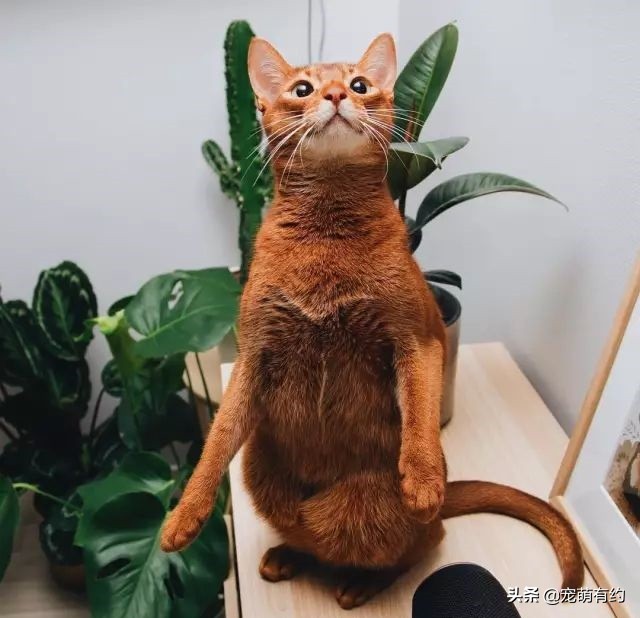 阿比西尼亚猫养一只好还是两只,阿比西尼亚猫智商相当于几岁小孩