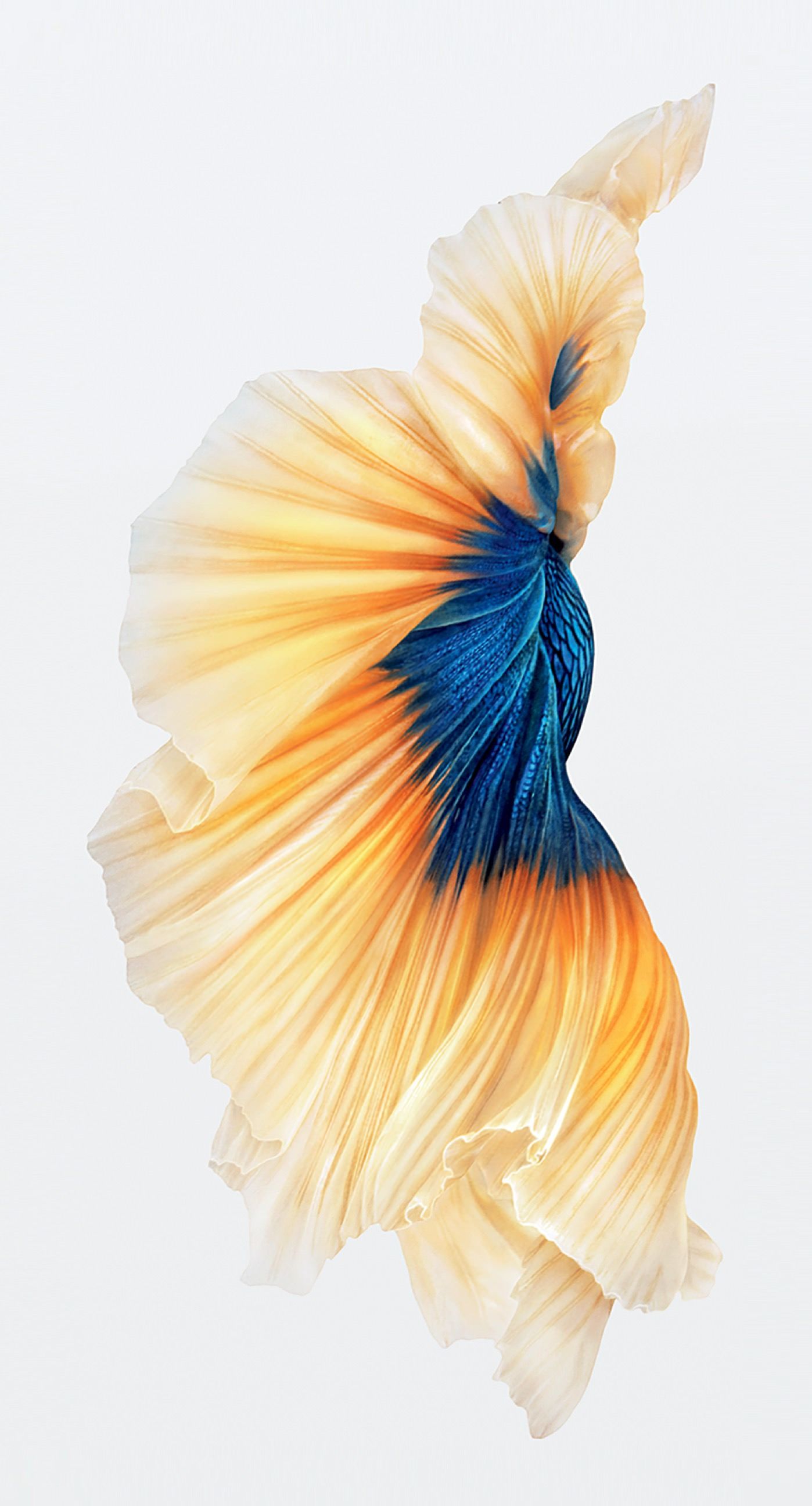 为什么苹果的壁纸总是那么好看,苹果手机壁纸为什么这么单一