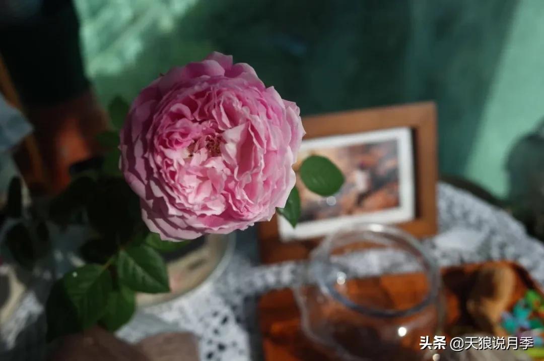 圆滚滚的绣球，瀑布般的花墙，这届花友也太会种花了吧