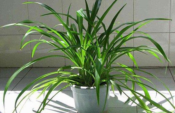 吊兰，是喜阴还是向阳，很多人弄错了，难怪总爱黄叶