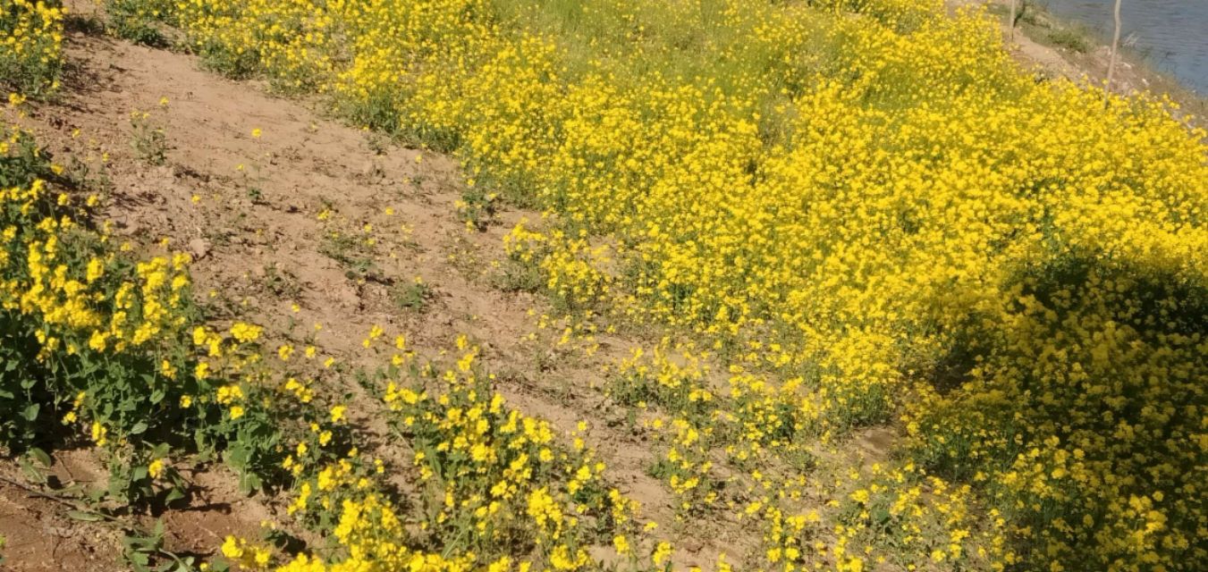 七律春日感怀的诗词,七律春日寻春诗词