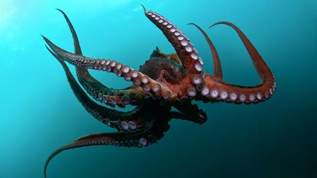 章鱼的聪明令人难以置信,章鱼最终还是逃不过人类的料理