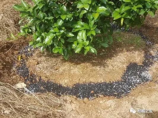 果树施肥要解决四大问题,果树施肥的最佳位置和施肥方式