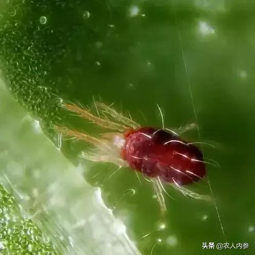 瓜类蔬菜主要病虫害识别与防治,瓜果蔬菜防虫害知识