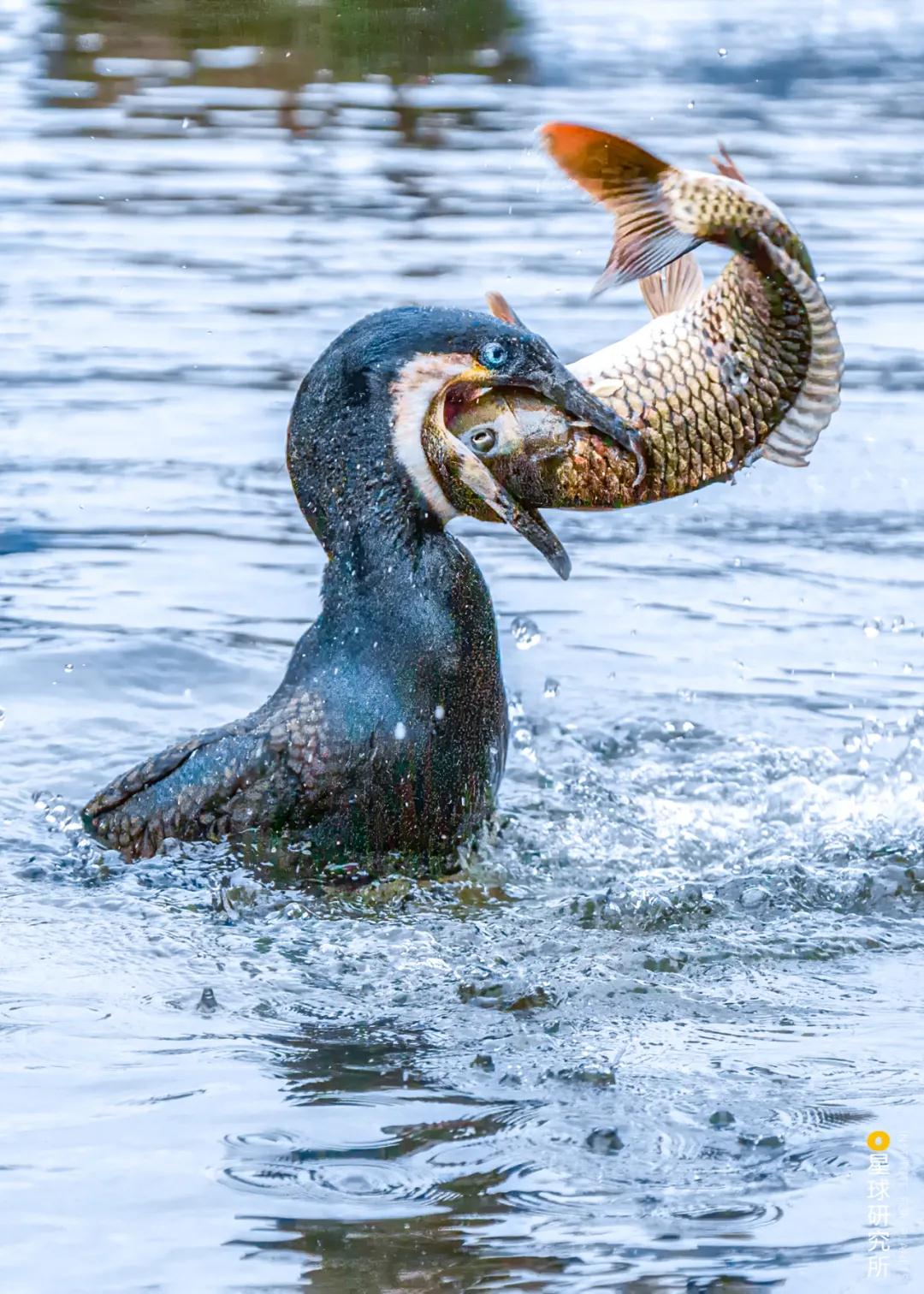 林草领域知识图谱,林草科普专业术语