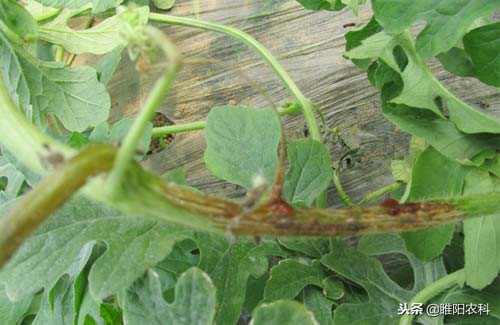 推荐几个超实用的优秀杀菌剂配方,十大最好农用杀菌剂