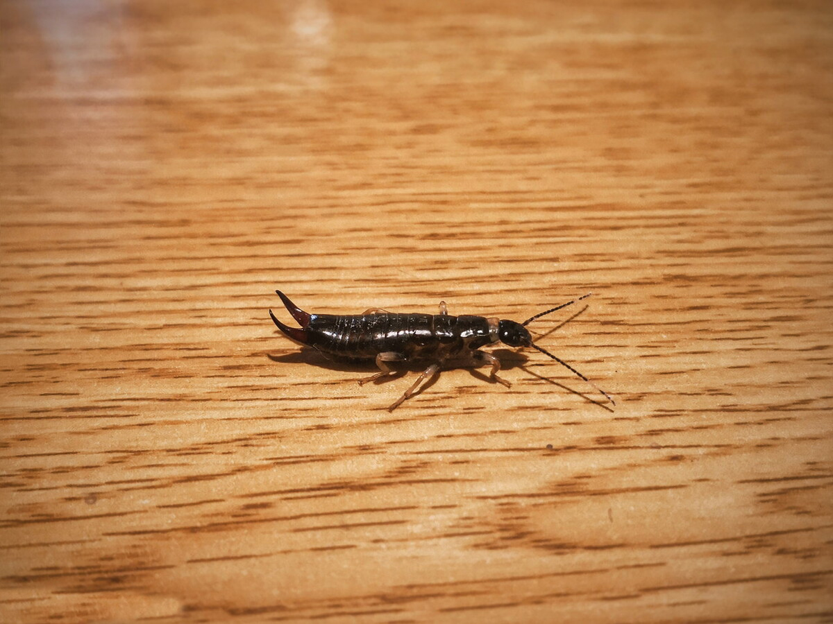 尾部长钳子的耳夹子虫,尾部带夹子的虫子