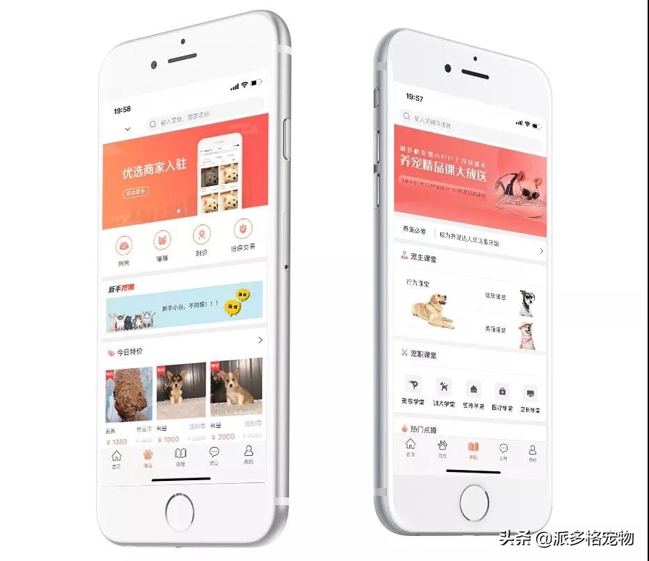 派多格宠物官方旗舰店,派多格宠物官网电话