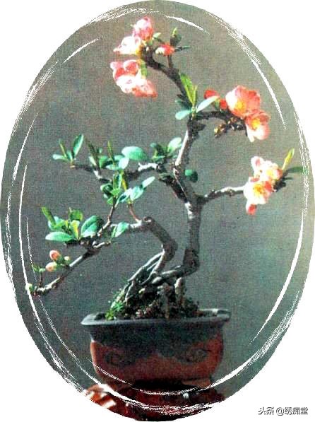丛林式盆景欣赏,盆景欣赏及制作