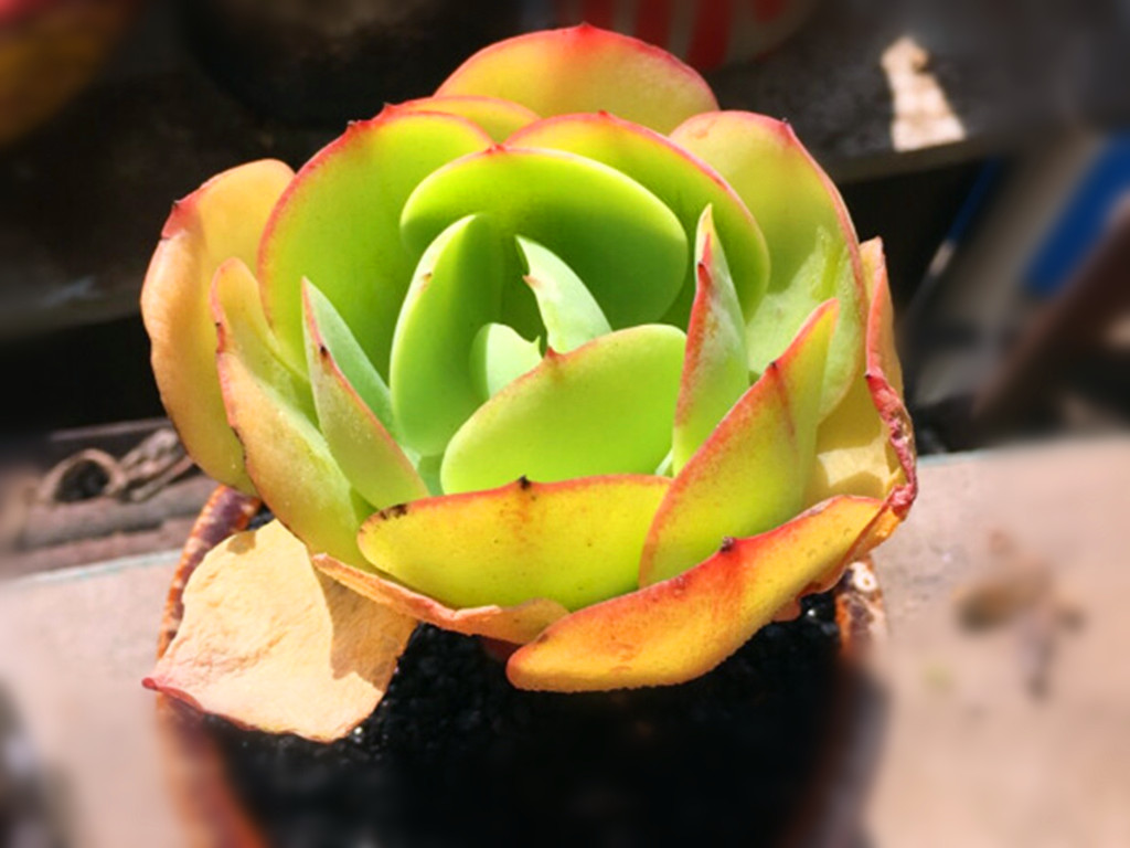 碧桃多肉怎么养出果冻色,碧桃多肉怎么养爆崽