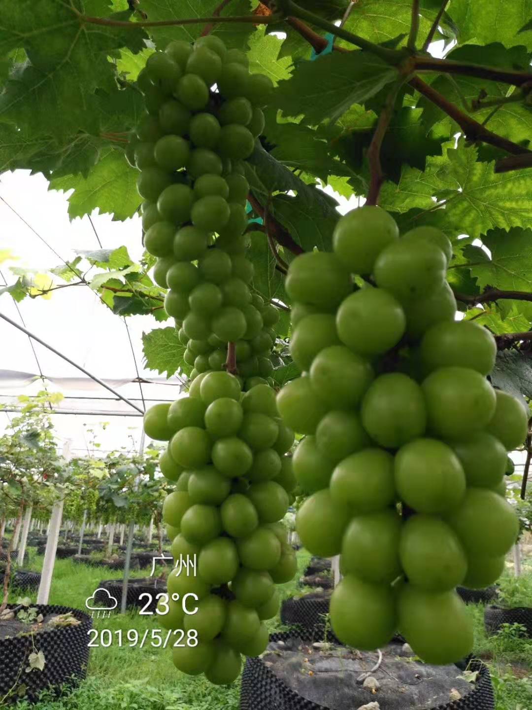 1#氨基酸颗粒有机质就那么神奇