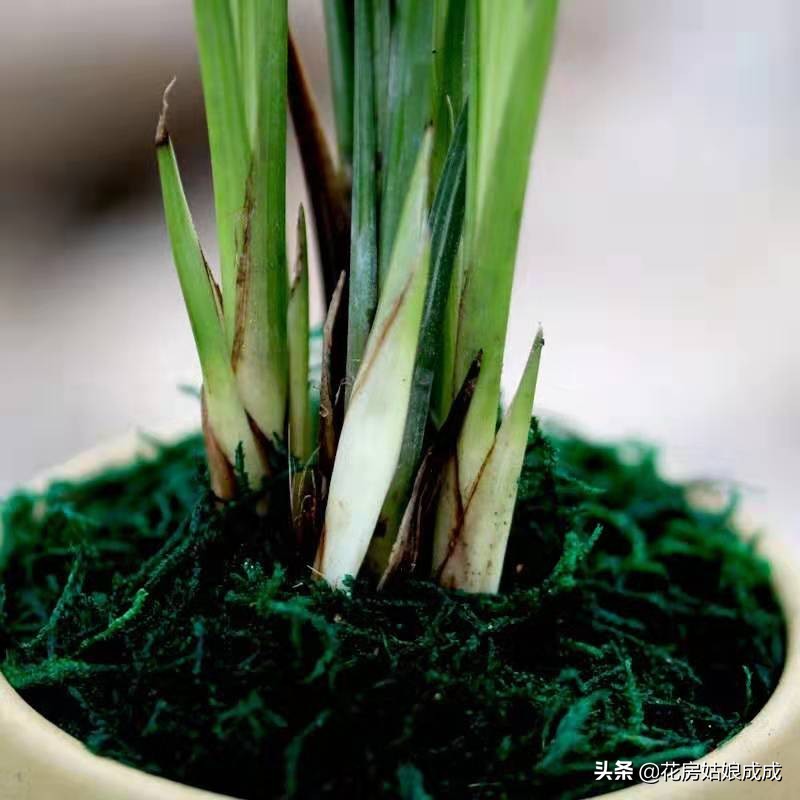 兰花换盆用什么土比较好,兰花换盆用的土怎么配