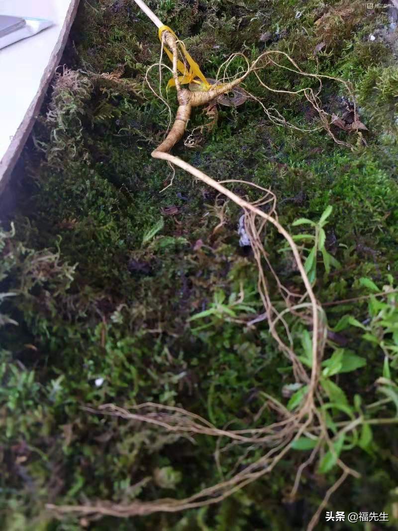 人参辨识,人参鉴赏