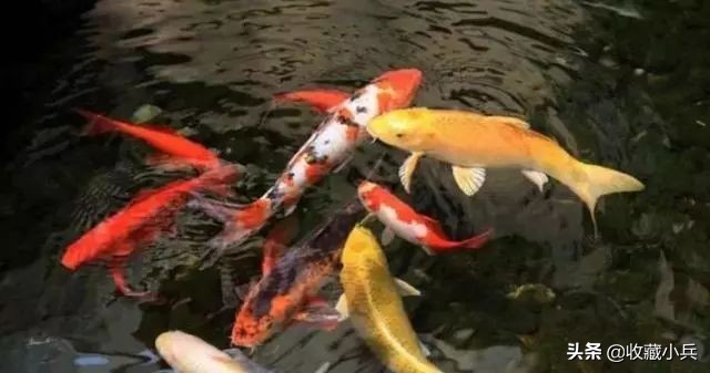 养锦鲤十大忌讳鱼池,养锦鲤最忌讳8件事
