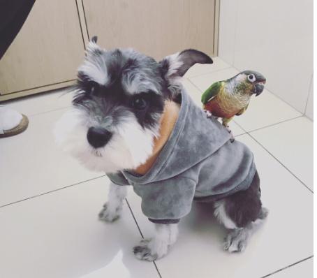 爱狗的女生性格特点雪纳瑞,雪纳瑞犬的性格