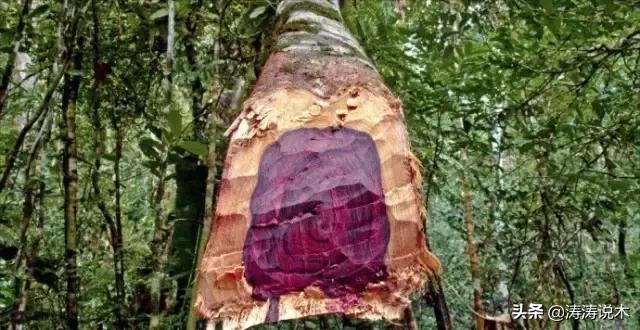 真正的小叶紫檀木材,大叶紫檀红木百科