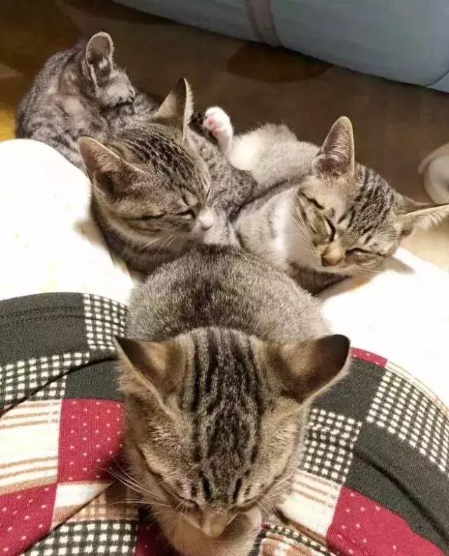 如何封印一只猫,怎么一招封印猫