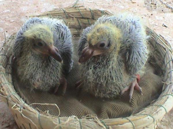 赛鸽名家怎样挑赛鸽品质,赛鸽配对怎么选择种鸽品种