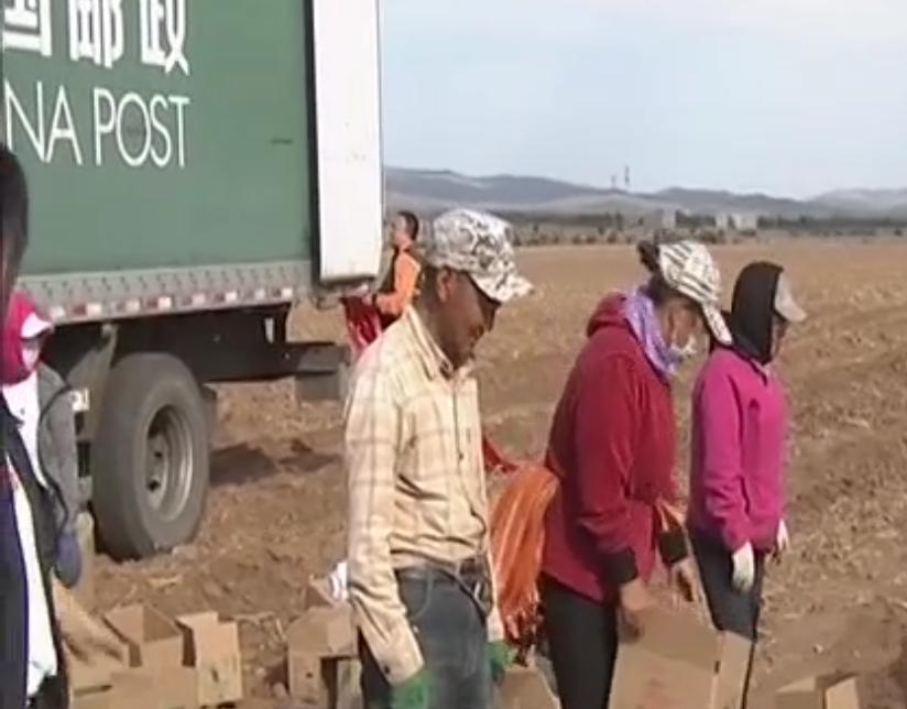 内蒙马铃薯丰收,内蒙古马铃薯丰收