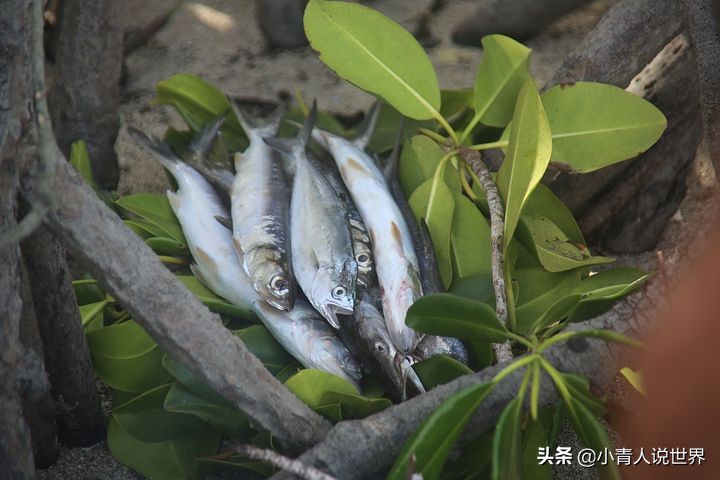 几内亚和巴布亚新几内亚的区别,巴布亚新几内亚国家现状