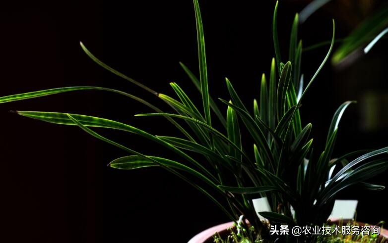 兰花识别,兰花识别看叶方法