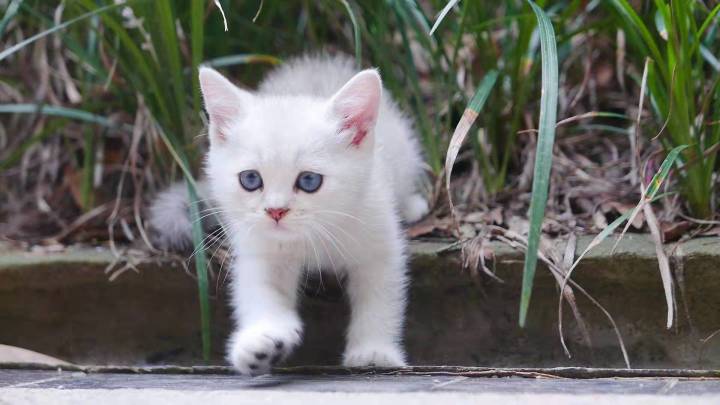 猫舍小猫卖不掉怎么办,家里的小猫养不了应该怎么处理