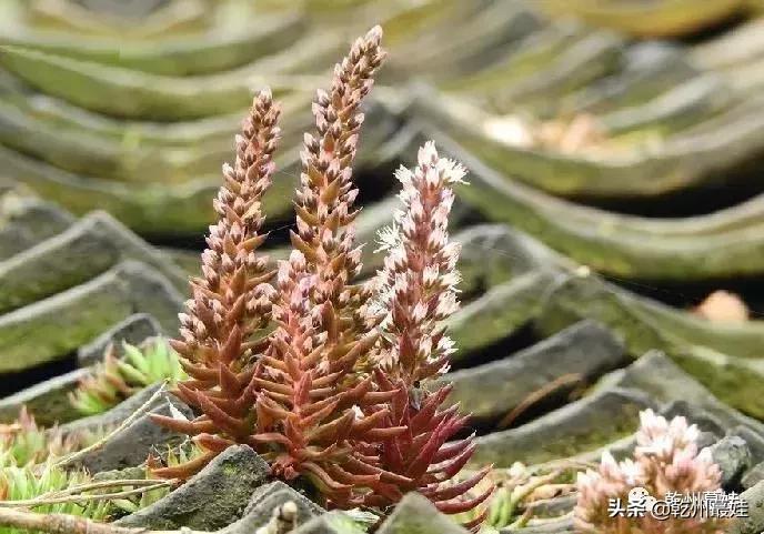 随笔吉他贝斯,瓦松的故事