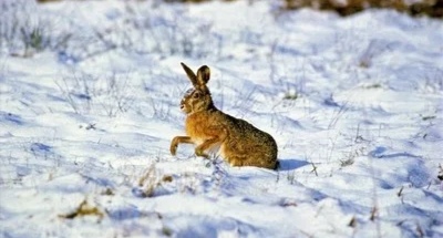 脑洞大开找滑冰鞋,脑洞大开设计的鞋子