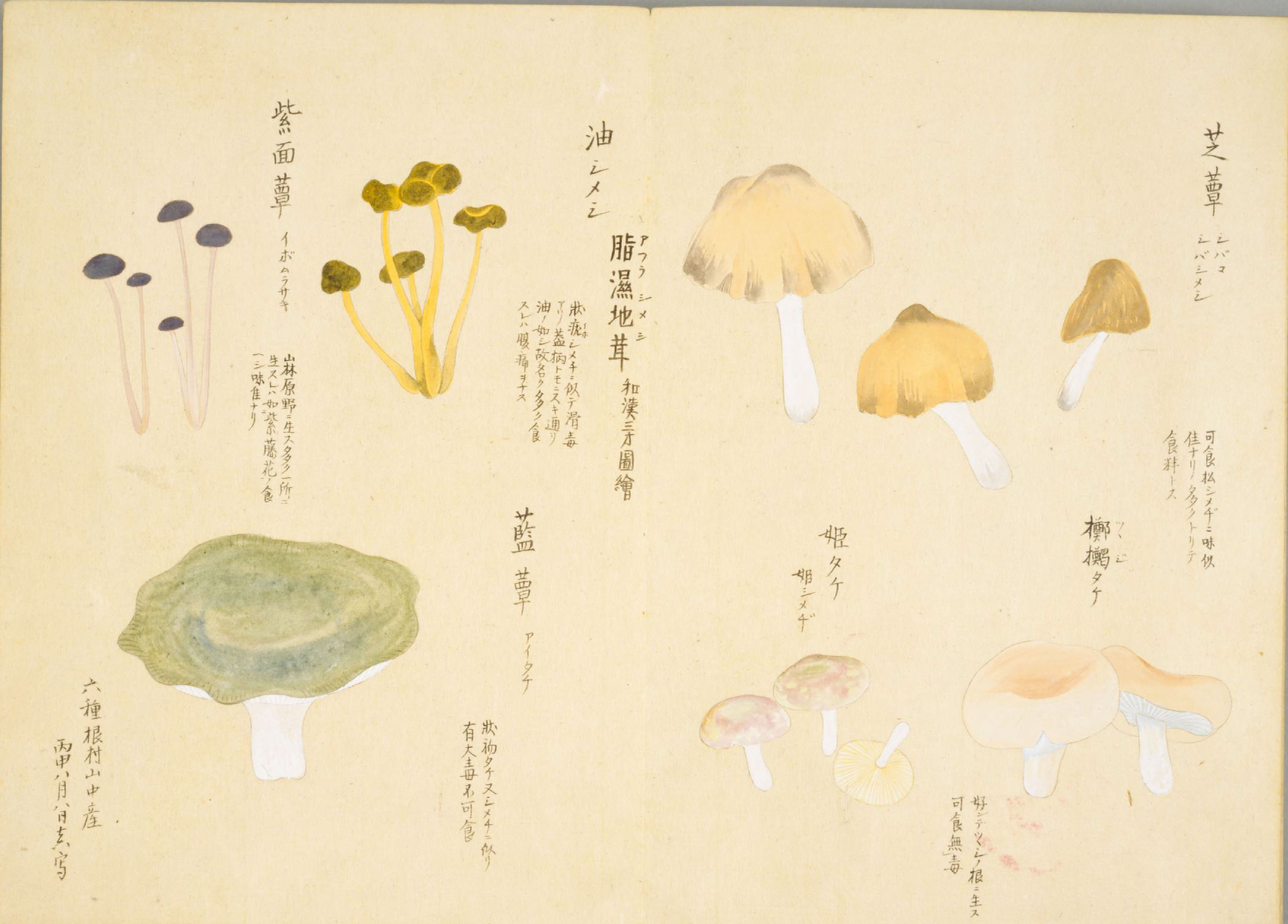 各种多彩菌图片大全,意式野菌图片大全