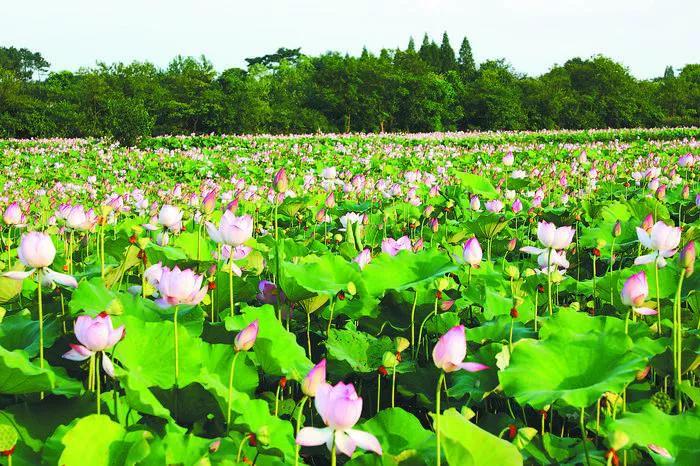 合肥被评为最宜居的城市,西安与合肥哪个宜居