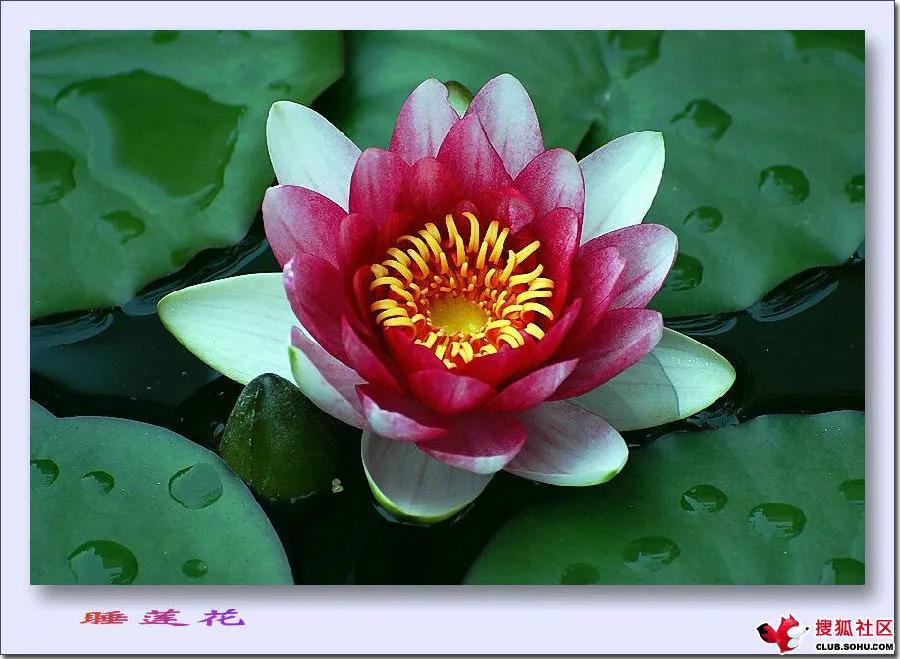 佛系最唯美的荷花图片,清新淡雅的荷花图片大全