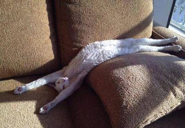 众所周知猫是液体,众所周知猫的缺点