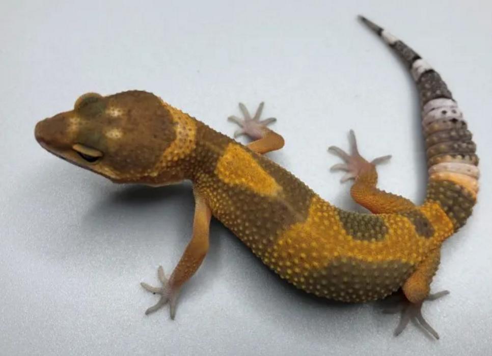 饲养可爱又呆萌傻傻的豹纹守宫,如何饲养好一只豹纹守宫